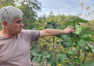 Mevsimi şaşırdı! İncir ağaçları meyve verdi