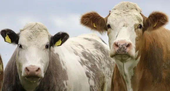 Kabine Toplantısı son dakika: Bayram tatili kaç gün oldu? Kurban Bayramı tatili 9 gün mü, 11 gün mü olacak?