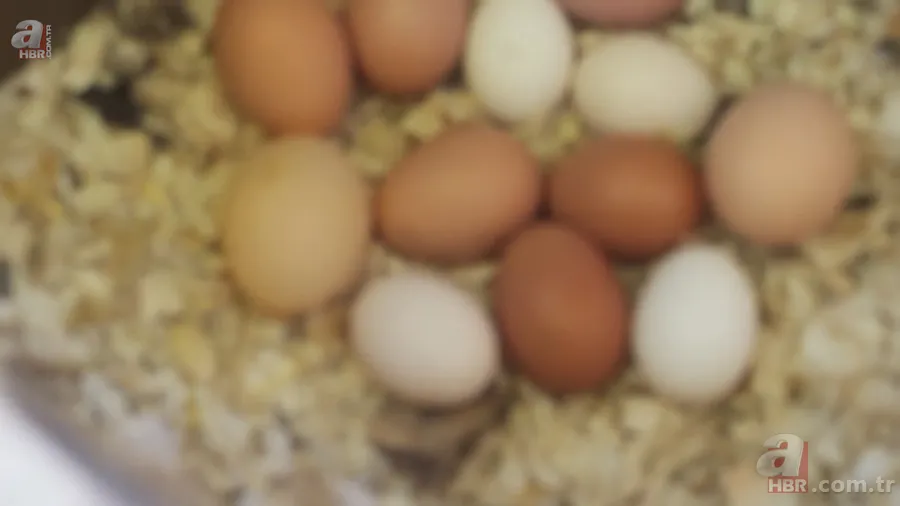 Tavuk kümesine girince gözlerine inanamadı 🥚 Günlük yumurtalarının üstünde adı ve soyadının baş harflerini gördü 🐔 15
