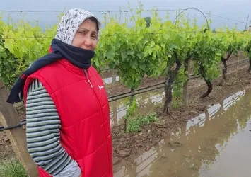 Bahar yağmurları üreticiyi sevindirdi