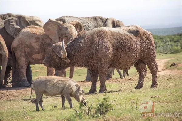 Partnerini kaybetmişti! Dünyanın en yalnız fili "Kaavan"... 20
