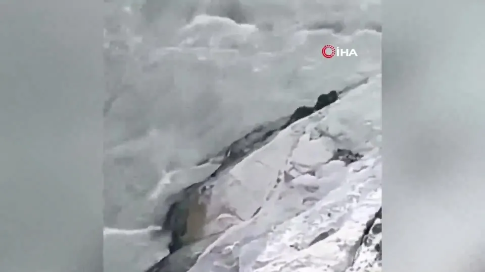 Nesli tükenmekte olan su samurları bu kez grup halinde görüntülendi