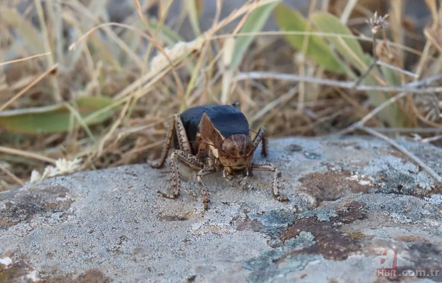 Yamyam çekirge o ilimizde yeniden ortaya çıktı 🦗 Kendi türünü yerken görüntülenmişti 3
