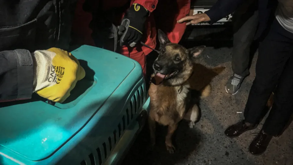İzmir'de enkazda K-9 köpeği kediyi kurtardı
