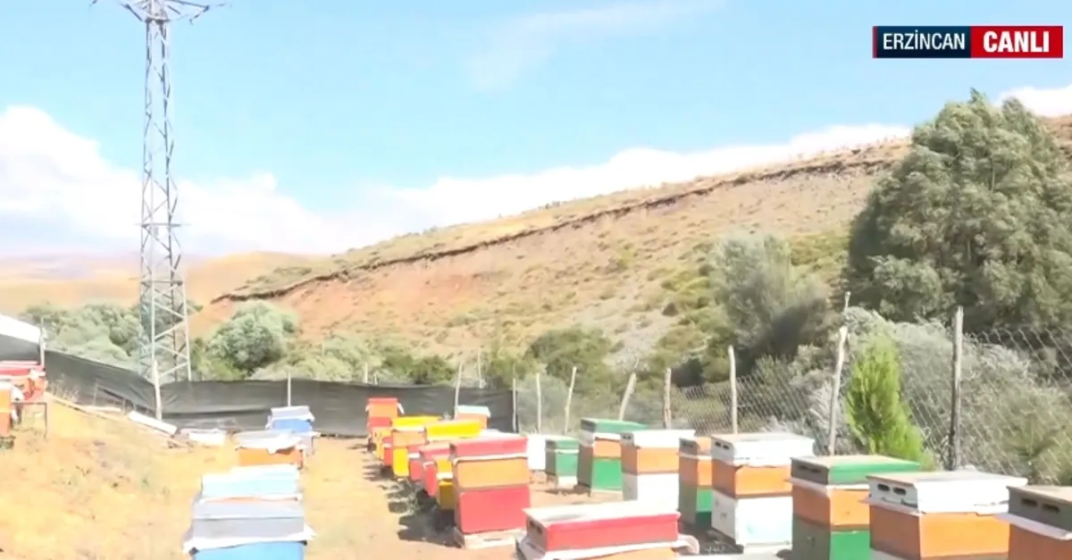Tescilli Geven balında sağım zamanı!