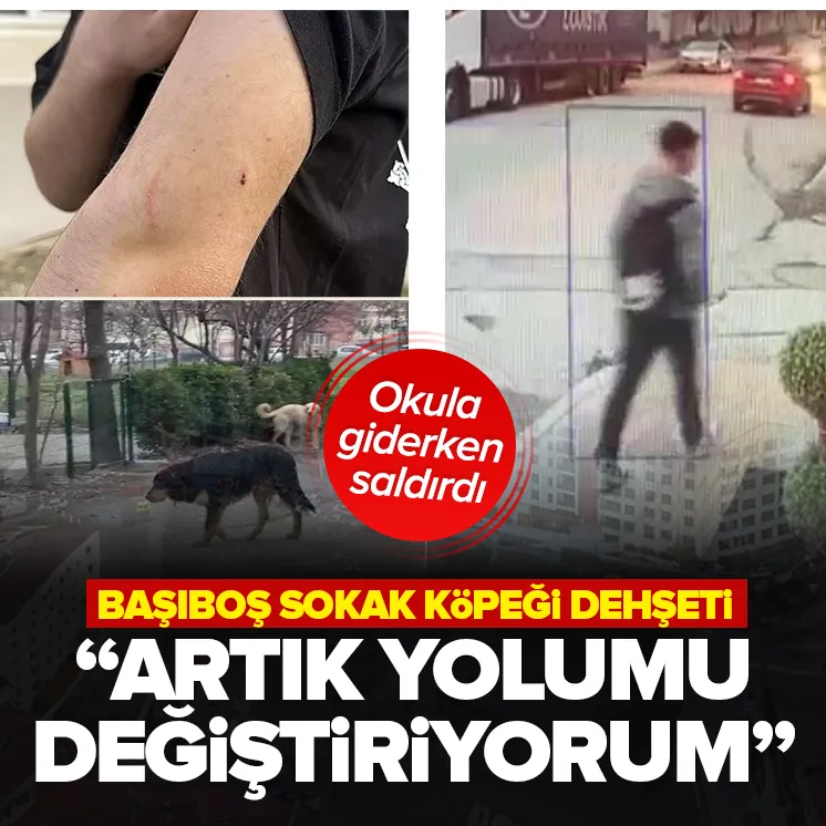 O ilimizde sokak köpeği dehşeti