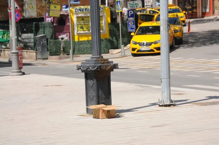 İzmit’te vatandaşları tedirgin eden görüntü! Arılar istila etti