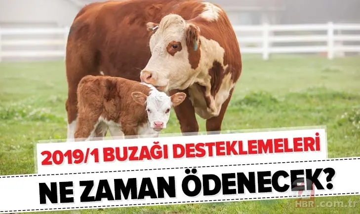 Hesaplara yatıyor! 2019 buzağı desteklemeleri T.C. kimlik numarasının son numarasına göre ne zaman yatacak? 1