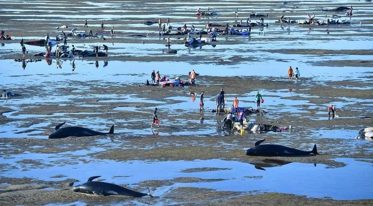 Yeni Zelanda’da 400 balina kıyıya vurdu