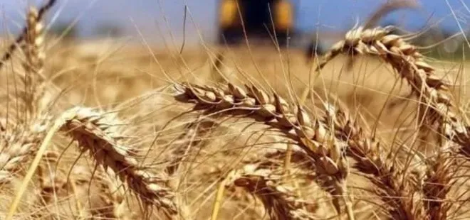 Buğday ve ayçiçek yağı fiyatında sert düşüş! Uluslararası piyasada fiyatlar daha da düşecek mi?
