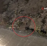 Nesli tehlikede! Avlanırken görüntülendi