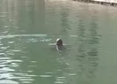 Balıklıgölde şaşkına çeviren olay! Balıkların arasına daldı