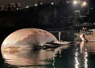 Tam 70 ton ağırlığında! Kıyıya vurdu