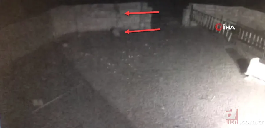 Ağıla girince şoke oldu! Kaçarken tekrar saldırdı… Tek tek saldırıp böyle dehşet saçtı 4