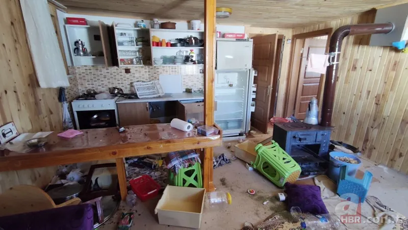 Vahşi doğada ölümcül karşılaşma! Ayı yavrularını… 16