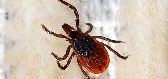 Uzmanlar uyardı: Grip sandığınız ölümcül kene ısırığı olabilir