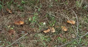 Zehirli mantar alarmı! Bir ilçe diken üstünde