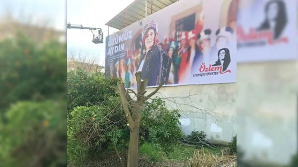 CHP Aydın Büyükşehir Belediye Başkanı Özlem Çerçioğlu afiş için ağaçları kesti - 1