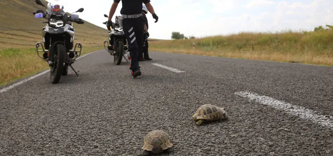Kaplumbağayı ezmemek için canından oldu