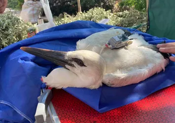 Yaren Leylek'in yavrusu Beş Numara'dan ilk sinyal geldi! Bakın hangi ülkedeymiş