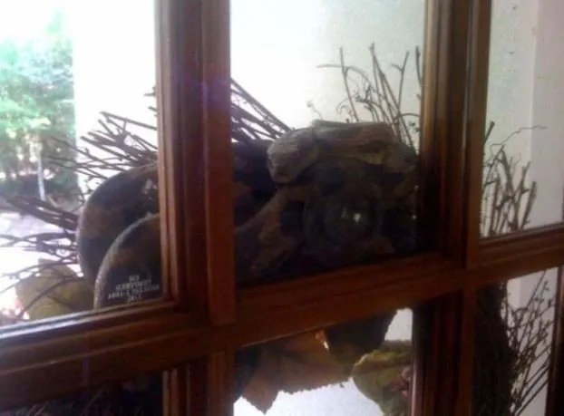 yilan adasi ni andiriyor burasi brezilya degil turkiye de bir il