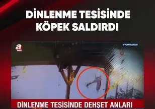DİNLENME TESİSİNDE KÖPEK SALDIRDI