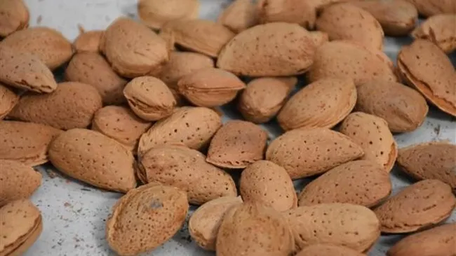 Türkiye, ABD’nin tekeline son verecek! Badem üretim alanları arttı