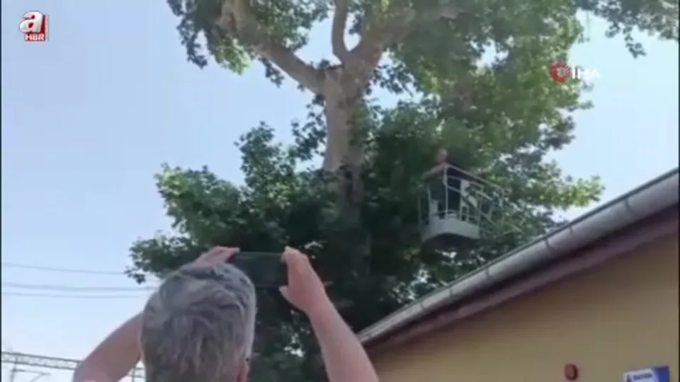 İple ağaçta asılı kalan karga kurtarıldı