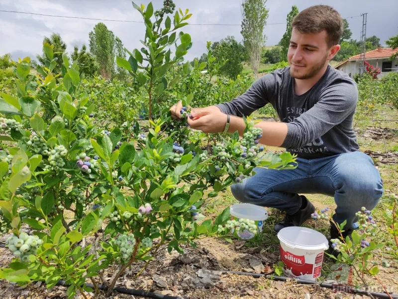 Nadir bulunan meyve türü kısa sürede zengin etti! Kilosunu 100 liradan satıyor 5