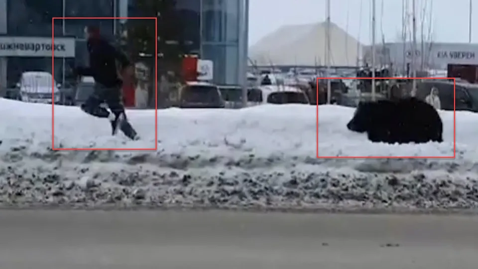 Şehirde ayı paniği! Böyle kovaladı