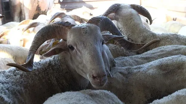 Kurbanlık fiyatları 2021: Kurbanlık fiyatları ne kadar, kaç TL? Küçükbaş ve büyükbaş hayvan fiyatları belli oldu mu? A101, Migros...