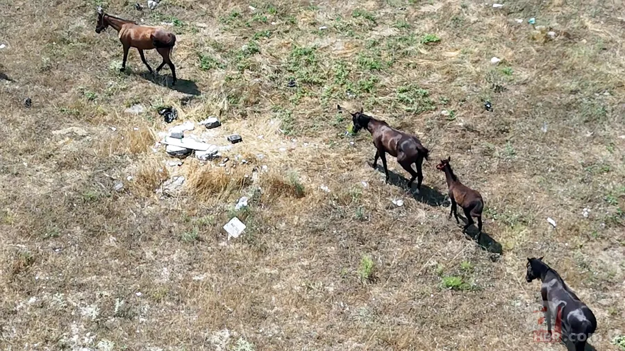 İstanbul'da şimdi de sahipsiz 'sokak atları' sorunu! Sürü halinde dolaşıp çöpleri karıştırıyorlar, trafiği birbirine katıyorlar 5