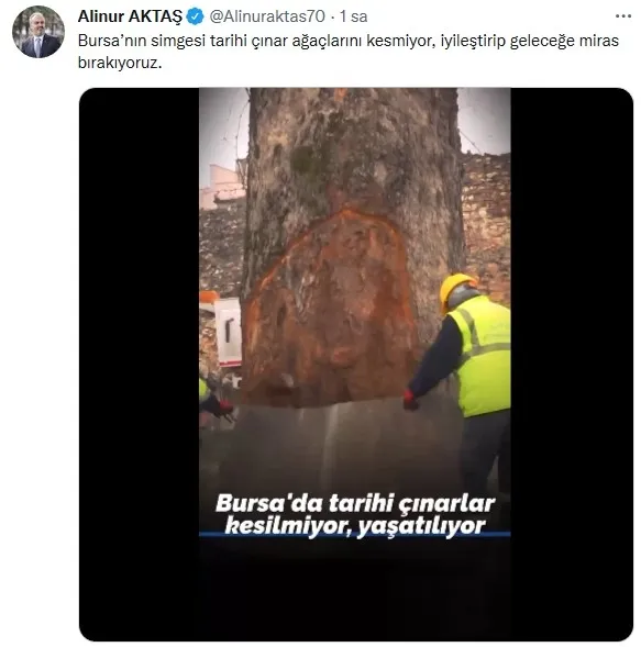 İBB ağaçları katlediyor! Bursa Büyükşehir Belediyesi 433 yıllık çınarların bakımını sürdürüyor - 2