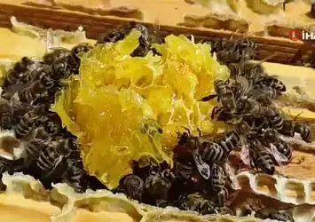 Ardahan’da bal sağımı devam ediyor