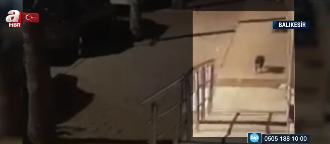 balikesir de korkunc anlar cani adam agactaki kediyi sopayla vurup yere dusurdu kediyi kopeklere parcalatip boyle izledi