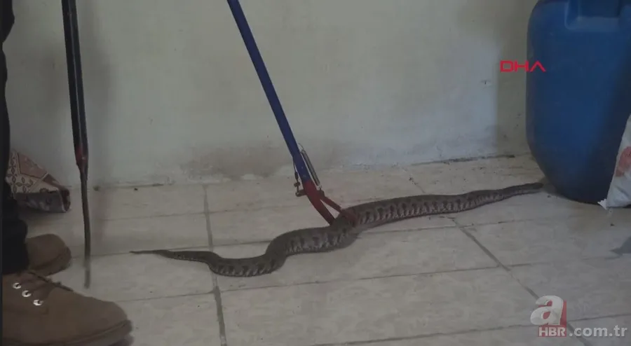 Tek ısırığı bile öldürüyor! Eve giren zehirli yılanı elleriyle yakaladı 🐍 11