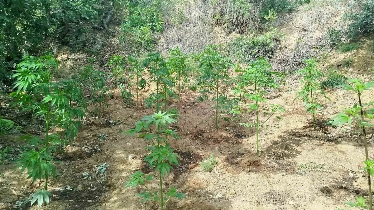 Bingöl'de 228 kök kenevir ele geçirildi