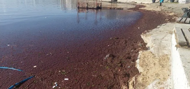 Marmara Denizi kıyıları kızıla boyandı! Uzman isimden açıklama: Telaş yapmaya gerek yok
