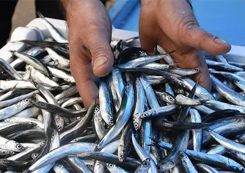 Hamsi ihracatı 9 milyon dolar kazandırdı