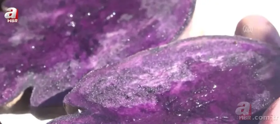 Mor renkte şifa var! Mor ve bordo sebzeler hastalıklarla savaşıyor 8