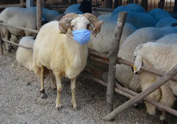 Aldığı kurbanlığa virüs bulaşmasın diye maske taktı