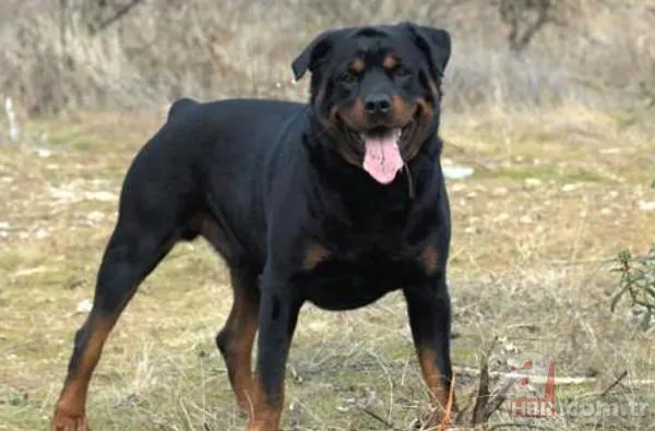 En uzun yaşayan hayvan hangisidir? 9