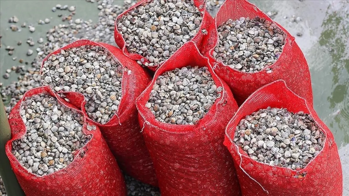 Edirne'de kaçak avlanan 650 kilogram kum midyesi ele geçirildi