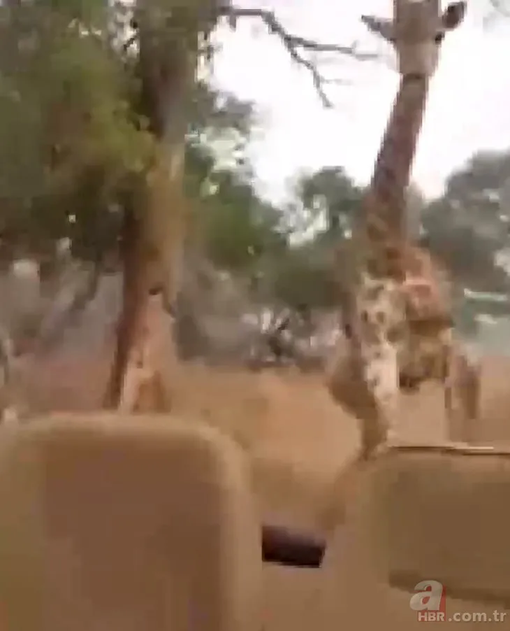Safaride korku dolu anlar! Turistler kızgın zürafanın saldırısına uğradı