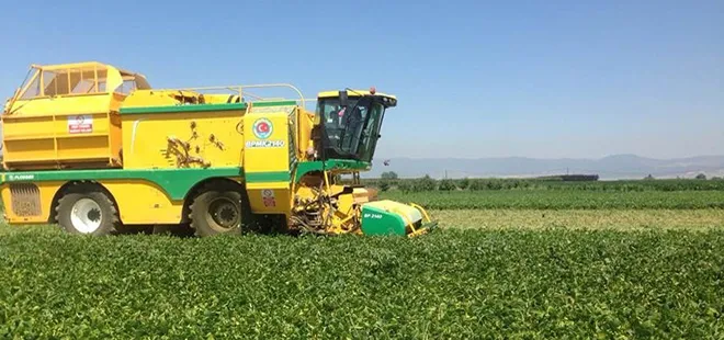 Bursa’da fasulye hasadı başladı