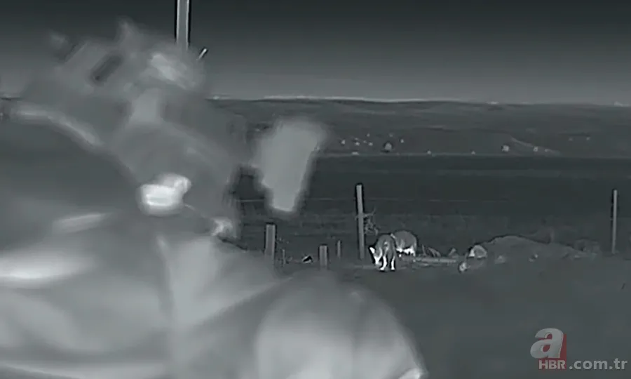 Kurtlar inek çiftliğini bastı! Sığırlarını kaybeden sahibi çözümü katliamda buldu | Bu görüntüler dehşete düşürdü 14