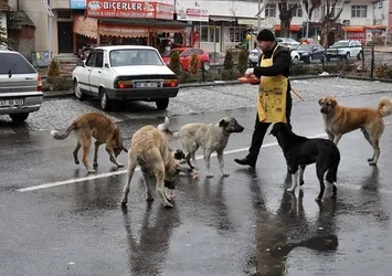 Vatandaşın ev arama kriteri değişti! Dikkat çeken sokak köpeği detayı