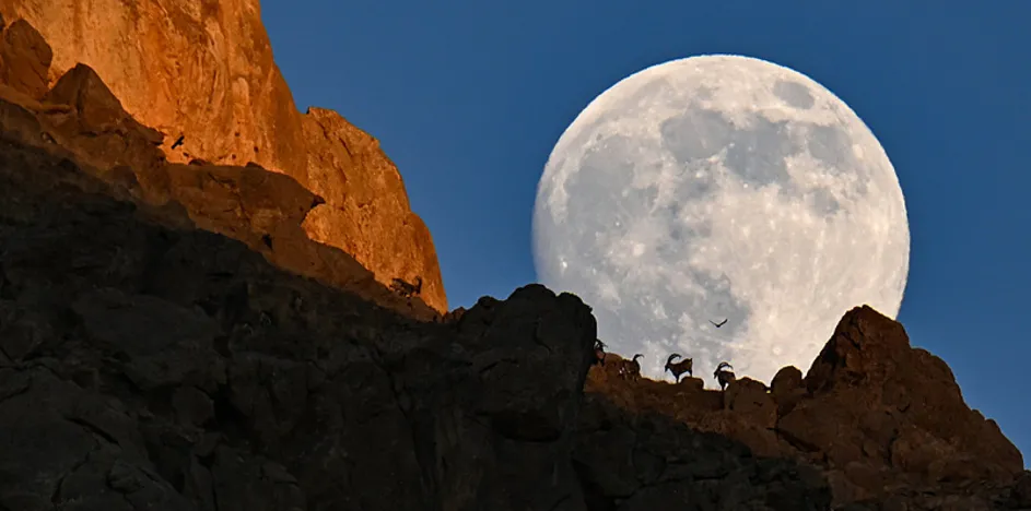 Ender rastlanan anlar! Ortaya çıkan manzara mest etti