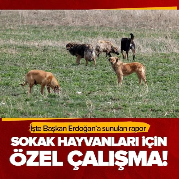 Başıboş köpek düzenlemesi geliyor! İşte Başkan Erdoğan’a sunulan rapor