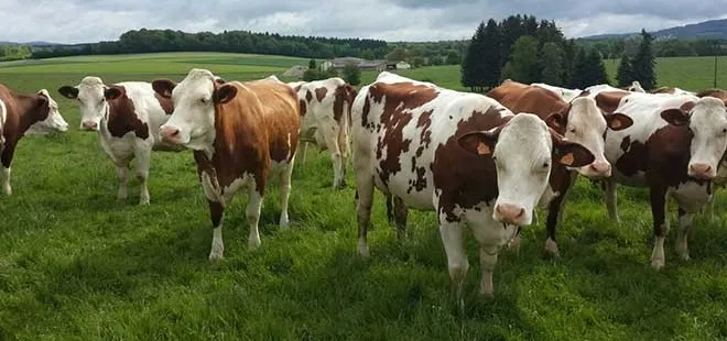 Hayvancılık yatırımına süper teşvik geldi